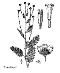 Sp. Tanacetum audiberti - florae.it