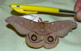 Image result for gum moth caterpillar
