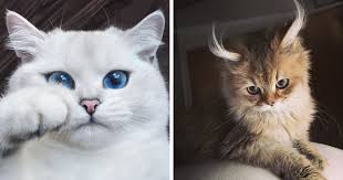 Résultat de recherche d'images pour "beautiful cats"