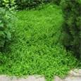 Herniaria Glabra Green Carpet Ground Cover Seeds - Rupturewort
