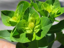 Scheda IPFI, Acta Plantarum Euphorbia_platyphyllos