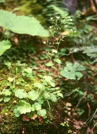 Saxifraga rotundifolia - Wikispecies