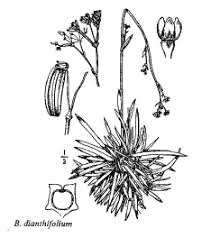 Sp. Bupleurum dianthifolium - florae.it