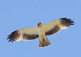 Image result for aigle