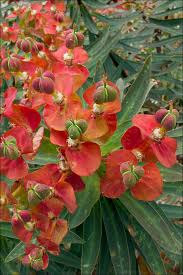 Euphorbia dendroides Calflora