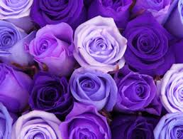 Image result for purple flowers