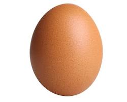 Gambar 1 egg