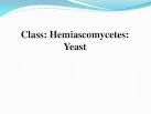 class Hemiascomycetes