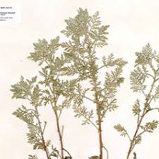 Artemisia pontica (Roman wormwood): Go Botany