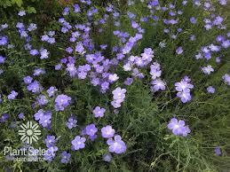 Narbonne blue flax, Linum narbonense