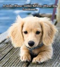FunniestMemes.com - Funniest Memes - [A Golden Wiener - Golden ... via Relatably.com