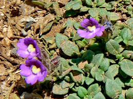 Chaenorhinum origanifolium – Wikipédia, a enciclopédia livre