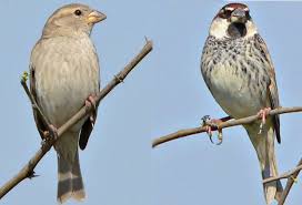 Image result for spanish sparrow