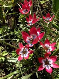 Tulipa clusiana DC., Lady tulip (World flora) - Pl@ntNet identify