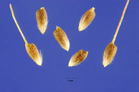 Nassella trichotoma (Nees) Hack. serrated tussock