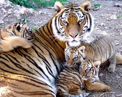 Résultats de recherche d'images pour « tigre »