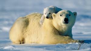 Résultat de recherche d'images pour 'ours polaire'