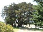 Cupressus macrocarpa (Monterey cypress) description