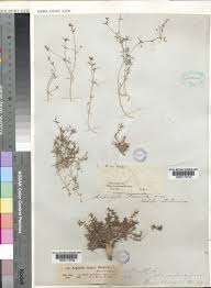 Asperula L. | Plants of the World Online | Kew Science