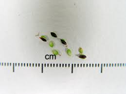 Maine Natural Areas Program Rare Plant Fact Sheet for Carex ...