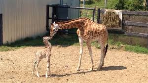 Résultat de recherche d'images pour "bébé girafe"