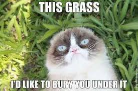 Community Post: 14 Hilarious Grumpy Cat Memes That Will Make You ... via Relatably.com