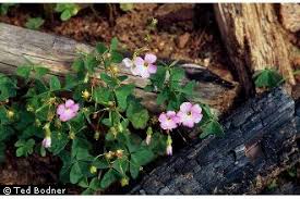 Plants Profile for Oxalis violacea (violet woodsorrel)