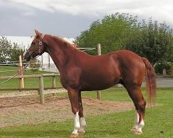 Image of Westphalian horse