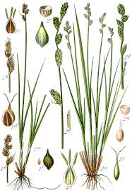 Carex heleonastes - Wikipedia