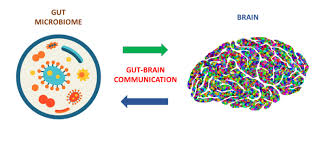 A novel, powerful tool to unveil the communication between gut microbes and 
the brain