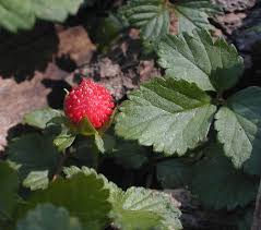 Mock Strawberry (Duchesnea indica)