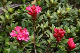 Rhododendron ferrugineum - Wikipedia