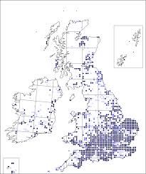 Arenaria serpyllifolia subsp. leptoclados | Online Atlas of the British ...