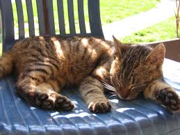 Image result for cats sleeping
