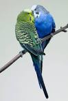 pictures of 2 parrots kissing girlfriend wearing