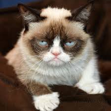 Image result for grumpy cat