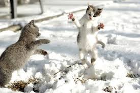 cats in snow