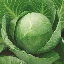 cabbage plant ile ilgili görsel sonucu