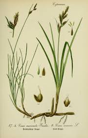 Carex mucronata All. - Encyclopedia of Life