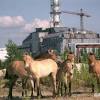 Story image for chernobyl blue eyes brown from Greenpeace International (blog)