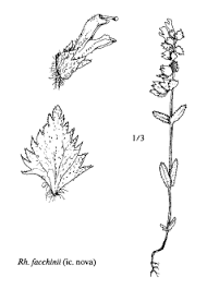 Sp. Rhinanthus facchinii - florae.it