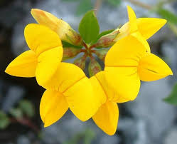 Lotus corniculatus Calflora
