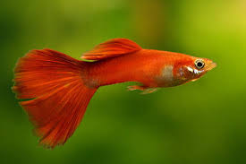 Image result for gambar budidaya ikan guppy di kolam terpal