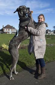 Chó Great Dane - giống chó cao to thế giới - 1