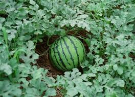 watermelon ile ilgili görsel sonucu
