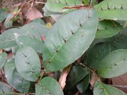 Image result for thorny