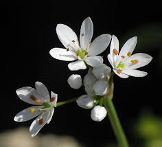 Allium subhirsutum (Hairy Garlic) : MaltaWildPlants.com - the online ...