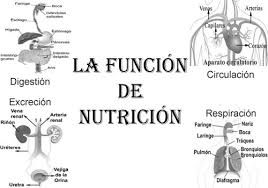 Resultado de imagen de LA NUTRICION FLORENTINO SANCHEZ