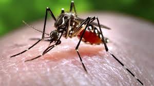 Image result for mosquitoes pics