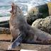 Newcastle's seal of approval | photos